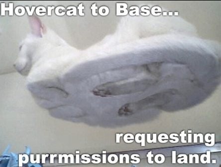 Hovercat returns.