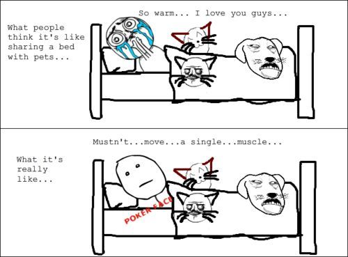 What people think it's like sharing a bed with pets...