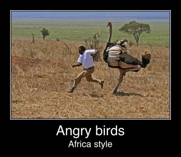 Angry Birds, Africa.