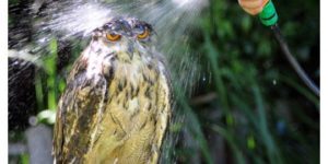 Owl is not amused.