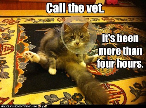 Call the vet...