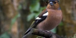 Hipster bird.