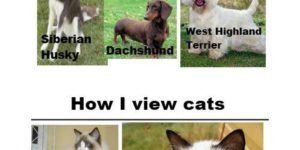 How I view dogs vs. how I view cats.