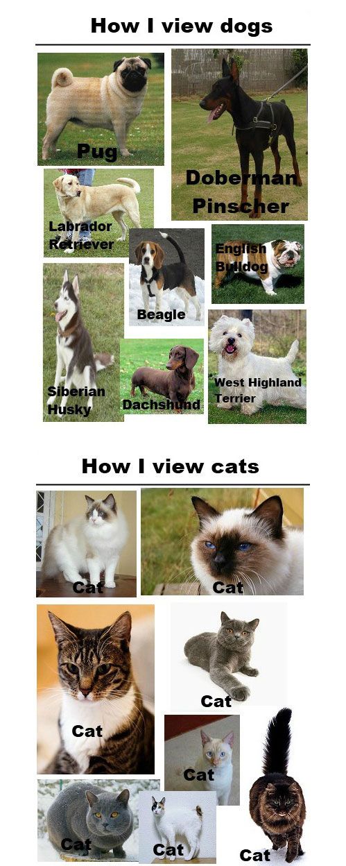 How I view dogs vs. how I view cats.