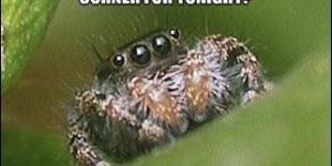 Misunderstood spider.