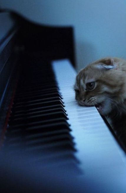 I play teh Bach.