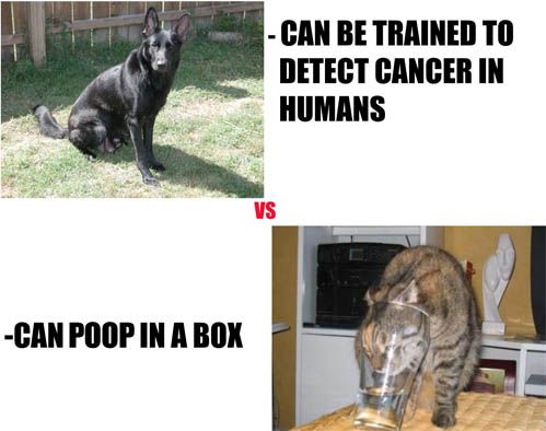 Dogs vs. cats.