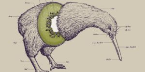 The anatomy of a kiwi.