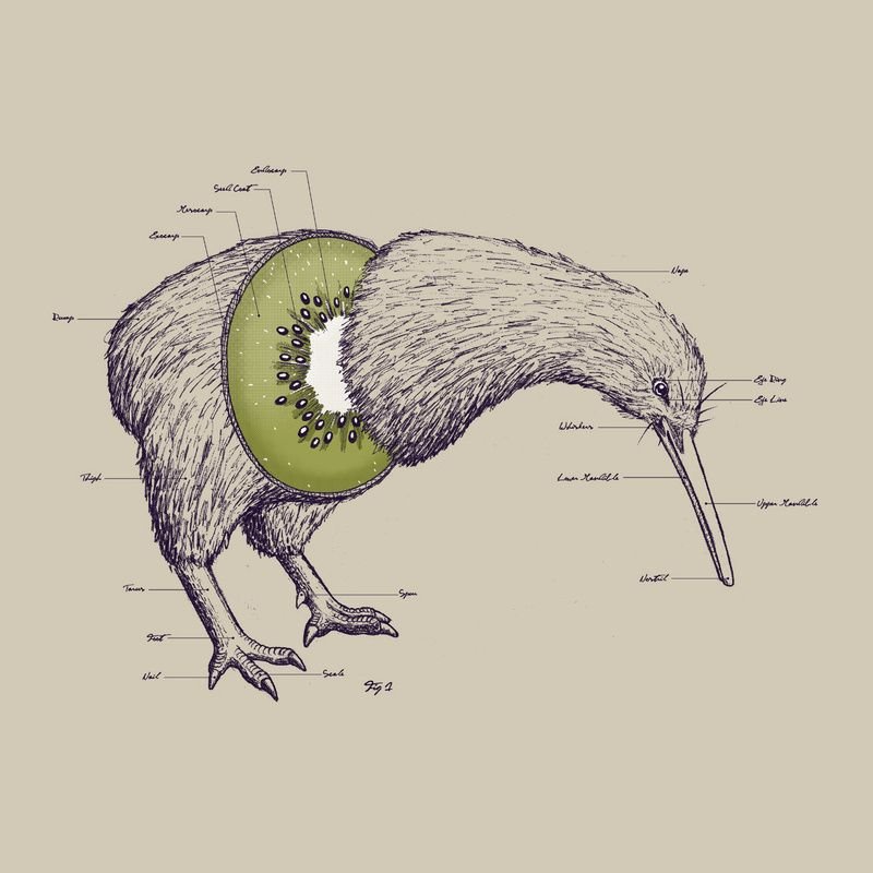 The anatomy of a kiwi.