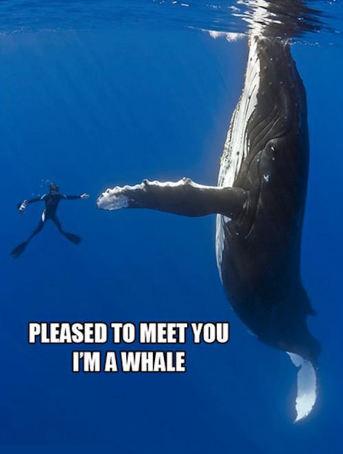 I'm a whale!