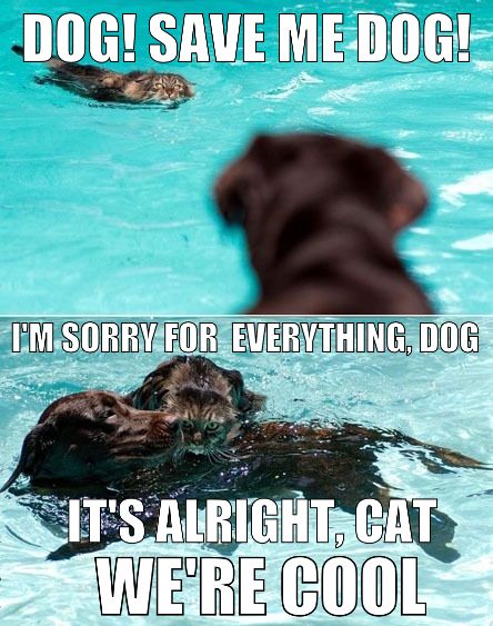 I'm sorry for everything, dog...