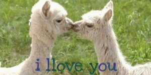 Llama llama love love.