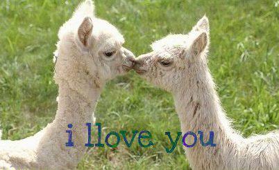 Llama llama love love.