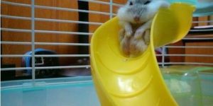 Does this slide make me look fat?