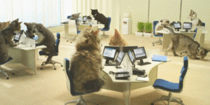 Just kittens in the workplace.