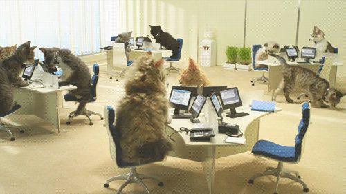 Just kittens in the workplace.