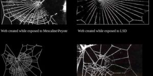 Spiders on drugs.