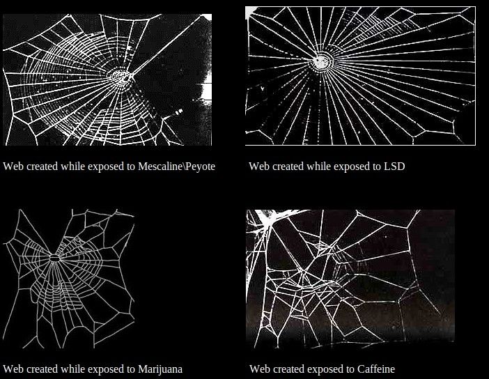 Spiders on drugs.