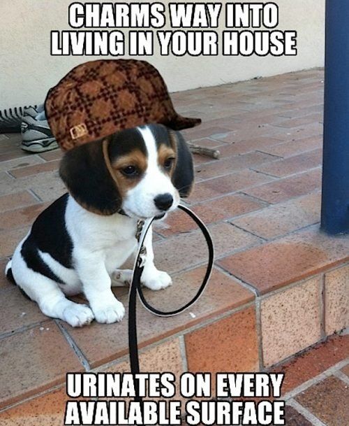 Scumbag puppy.