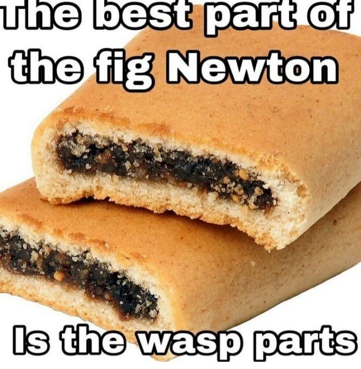 Figs are pollinated by wasps. after pollination, figs 'digest' the dead left dead inside. knowing this, i still plan to eat fig newtons. they are delicious