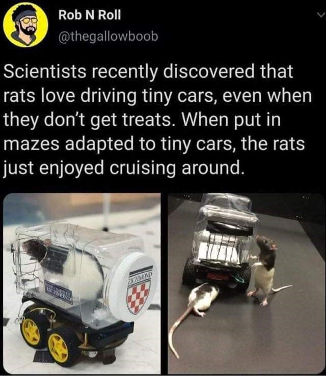 despite all my rage, i am still just a  rat on the road