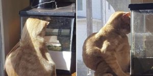 cats find comfort in the weirdest positions