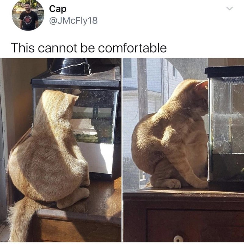 cats find comfort in the weirdest positions