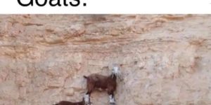goats don’t believe in physics