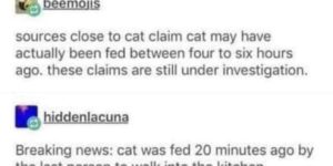 don’t believe the cat’s lies