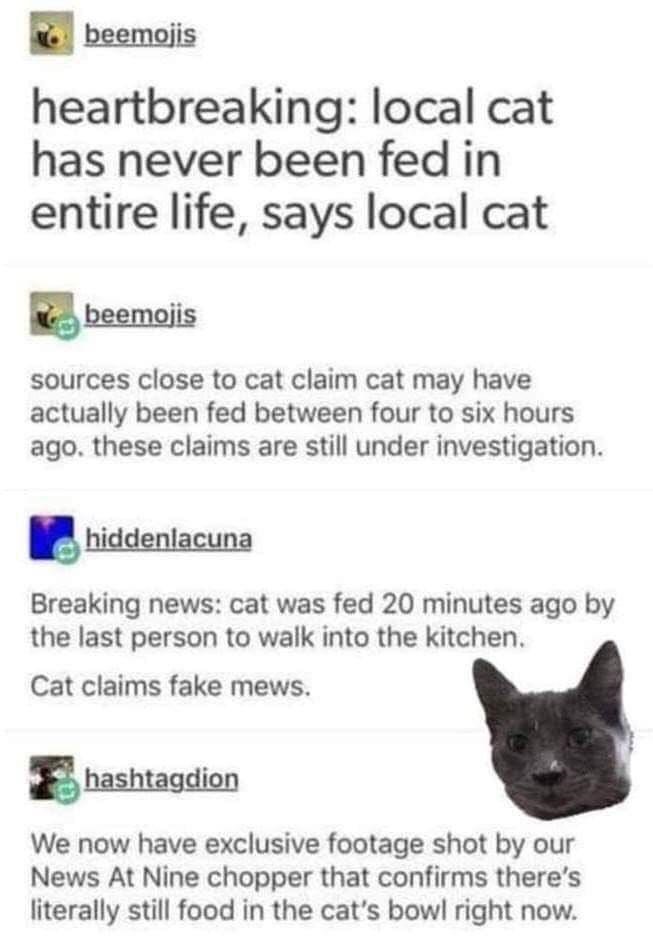 don't believe the cat's lies
