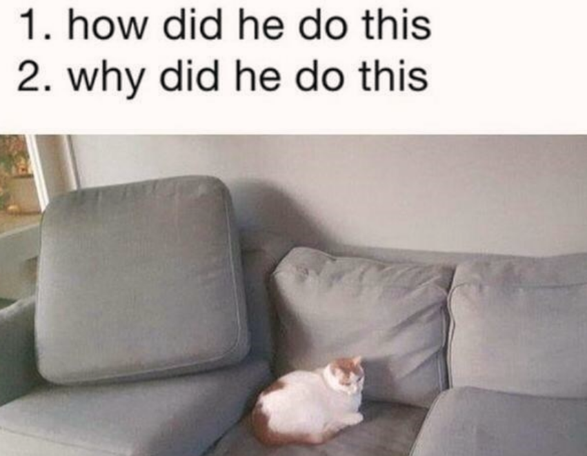 does a cat need a reason?