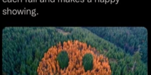happy forest