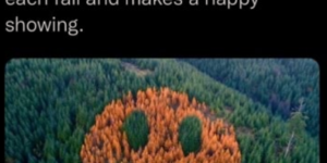 happy+forest