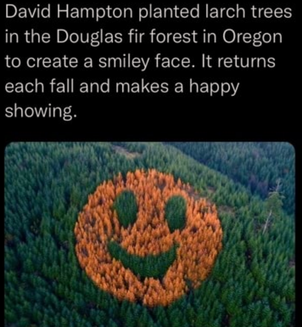 happy forest