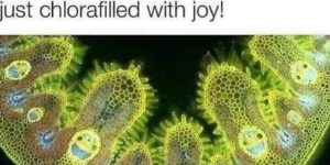 chlorafilled with joy