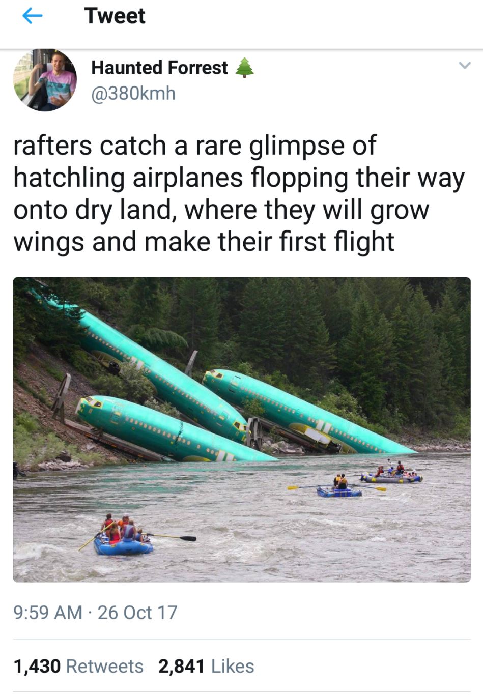 Airplane larvae