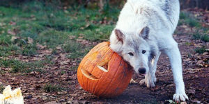 Spookers at the zoo! [so many]