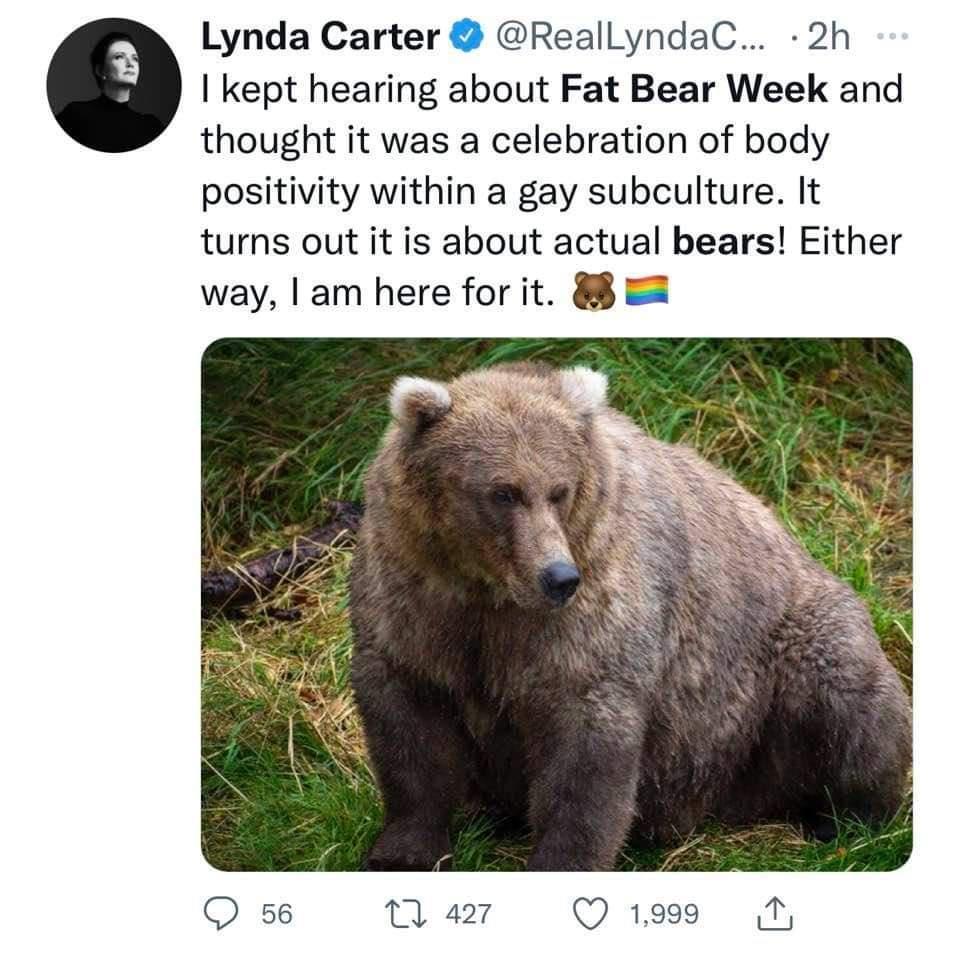 fat bear week is the best week of the year