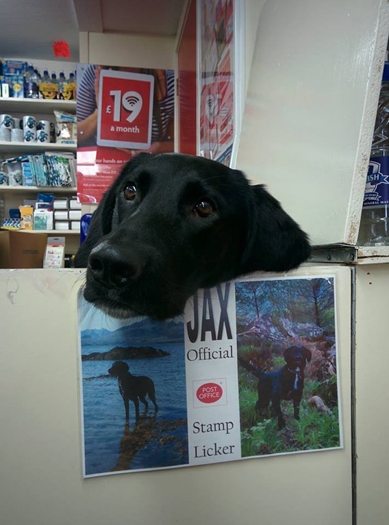 Jax is the official stamp licker at the post office