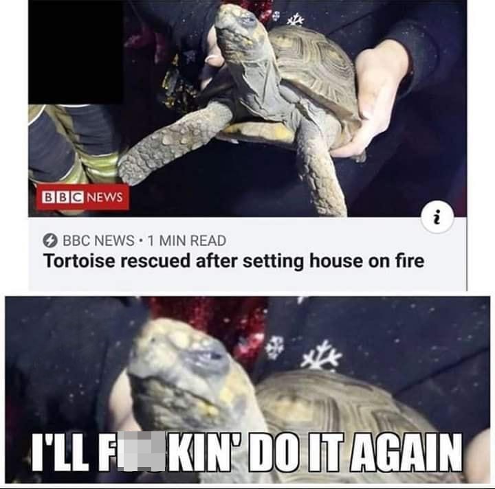 tortoise with a fire addiction