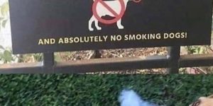 some dogs just don’t follow the rules