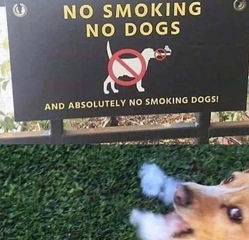 some dogs just don't follow the rules