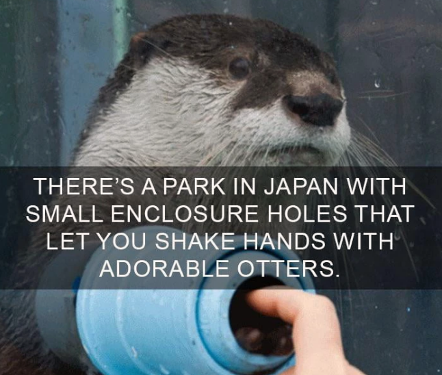 because i needed another reason to visit japan