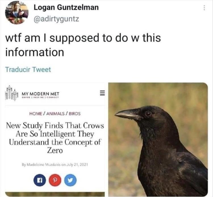 crow zero
