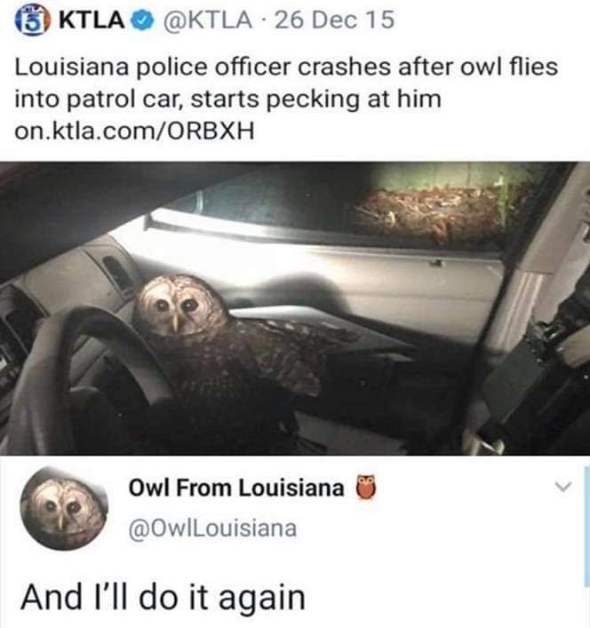 owls hate cops