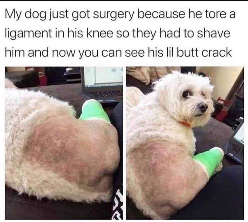 did not know dogs had butt cracks