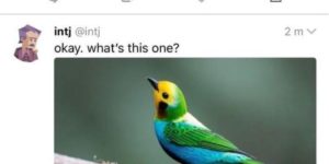 it’s a bird