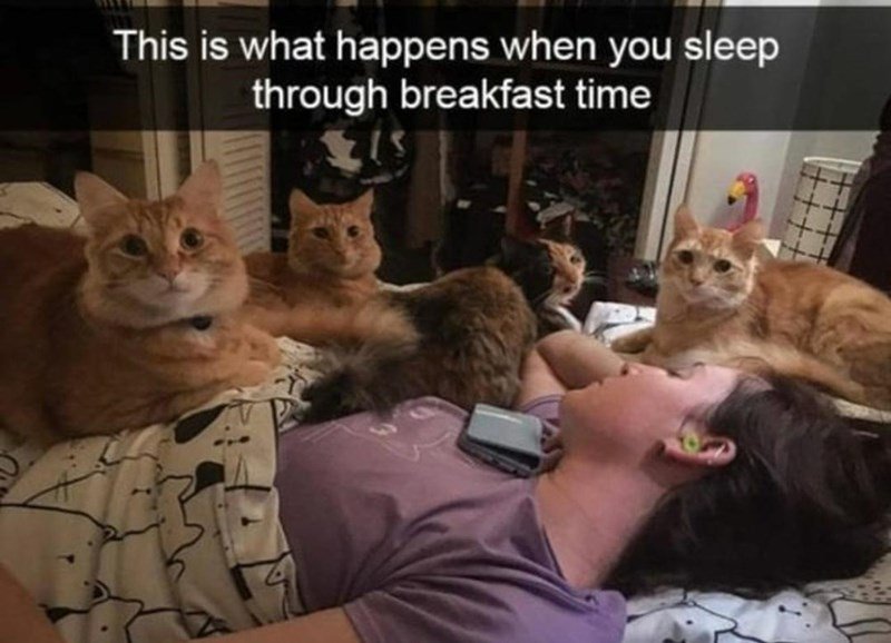 world's most patient cats