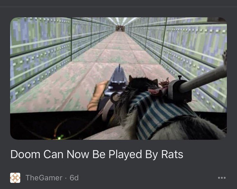 never doubt how smart rats are