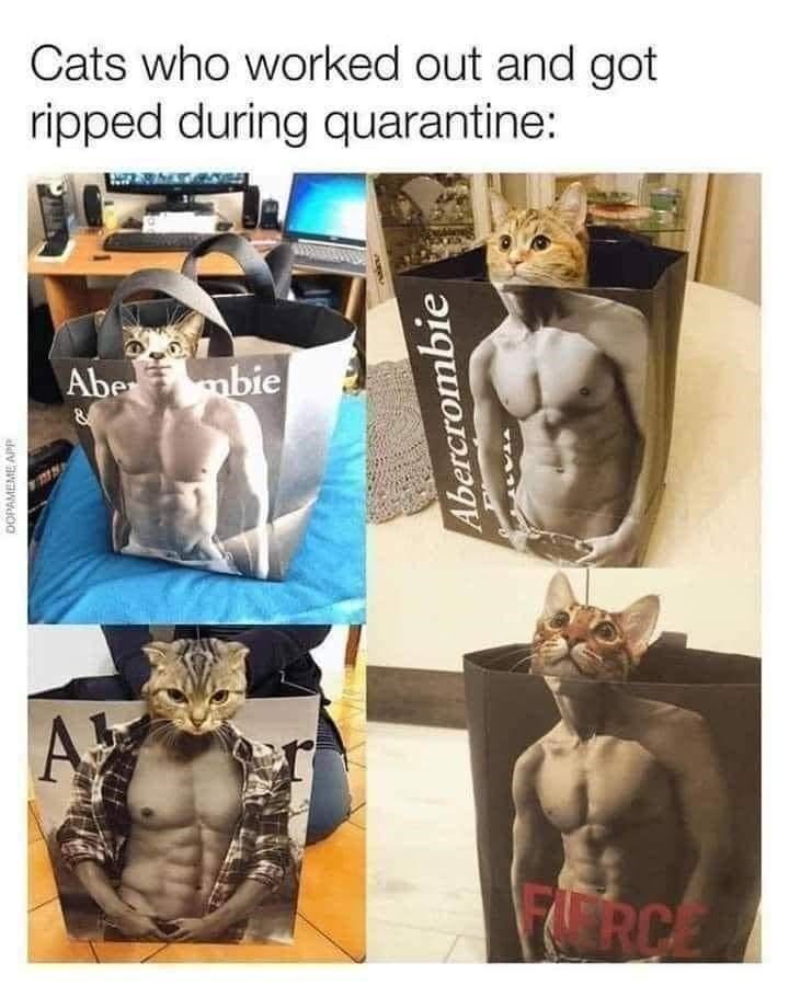 swole cats